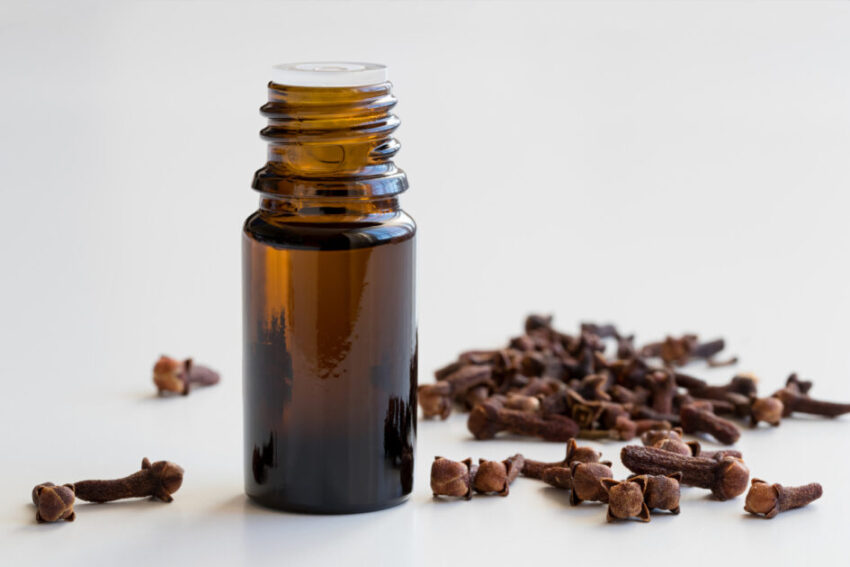 A bottle of clove essential oil with dried cloves on a white background