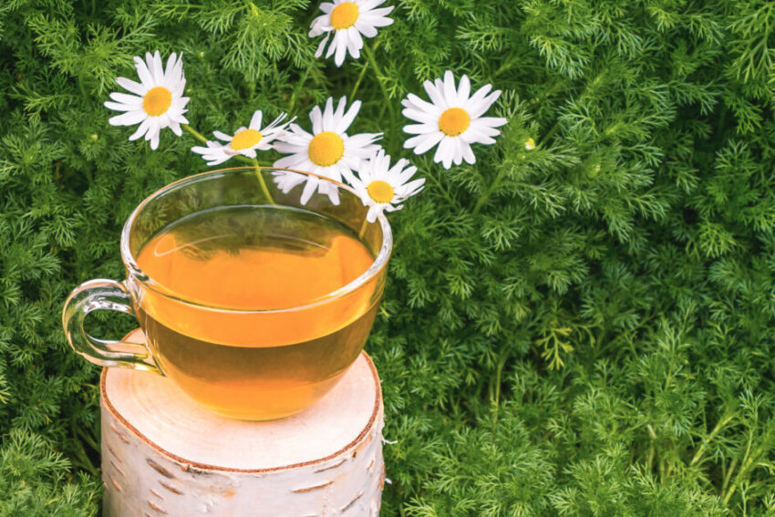 Chamomile tea in a transparent cup on birch stump against the background of chamomile foliage.