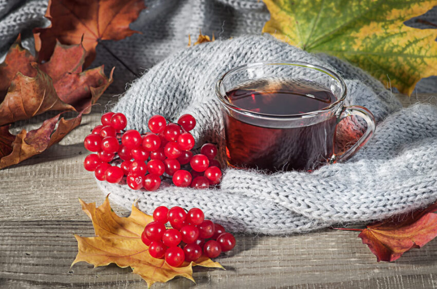 Black tea with a viburnum. Autumn maple leaves on a wooden table next to a knitted scarf.