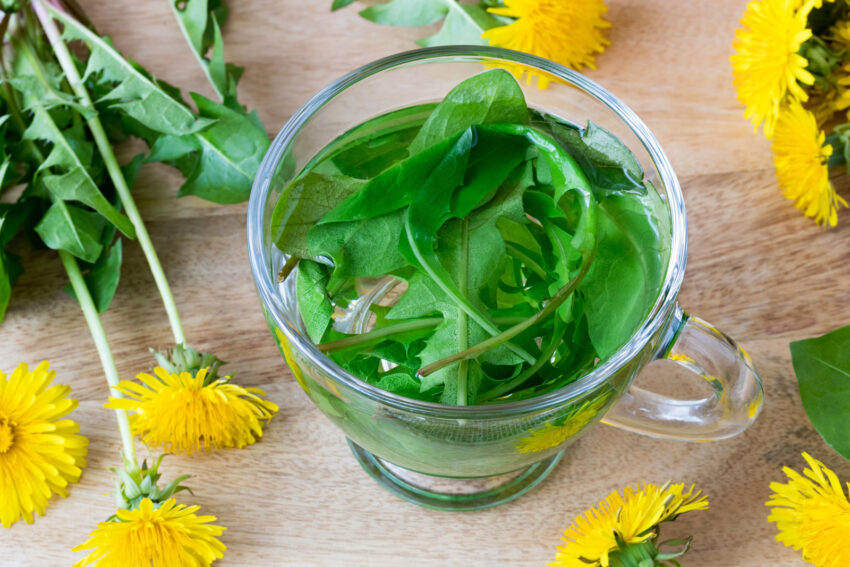 A cup of dandelion tea made from fresh leaves