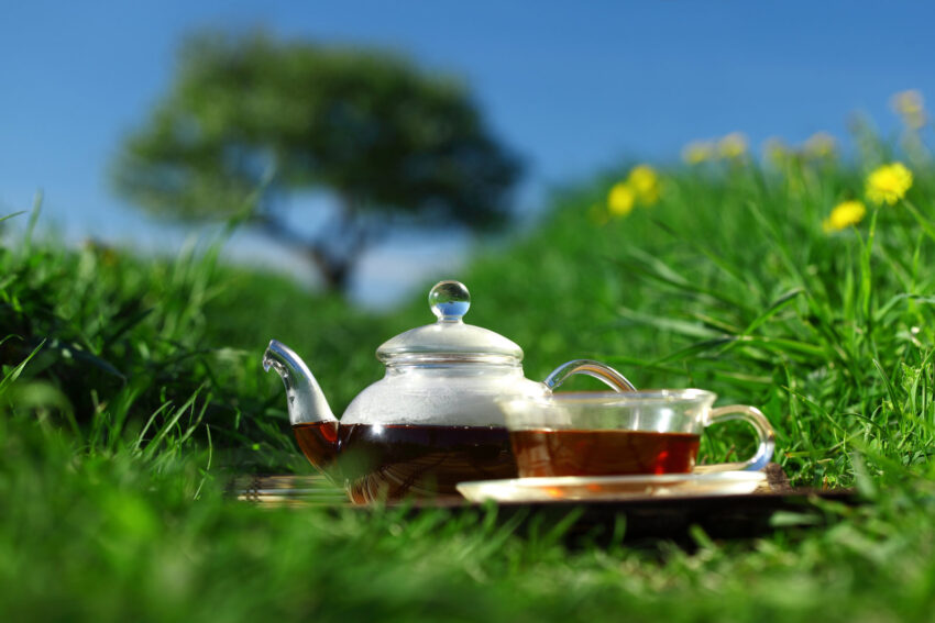 Natural tea in the pot