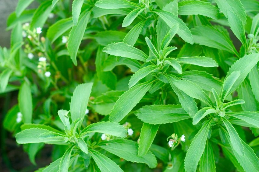 sheets of stevia in a garden