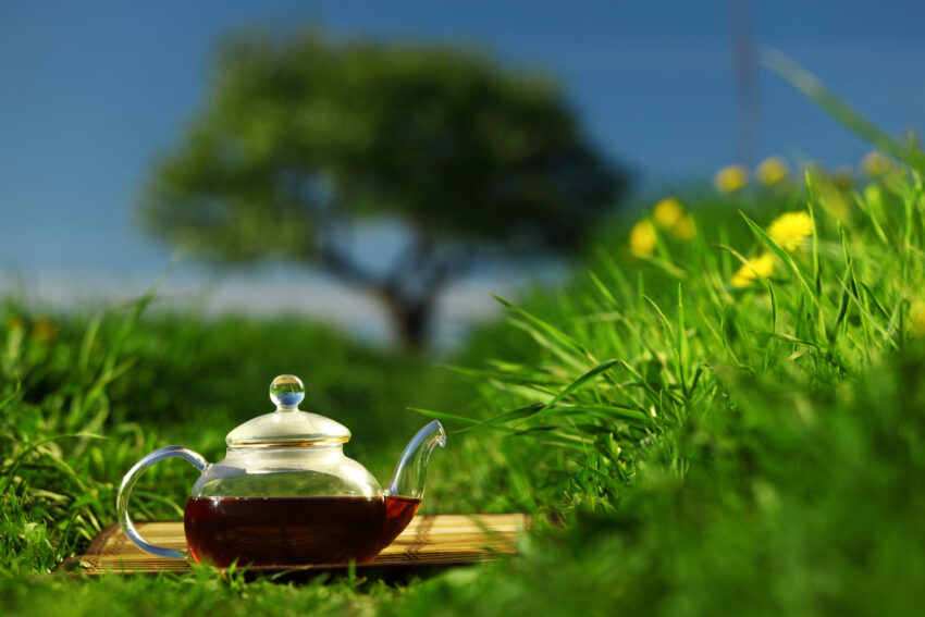 Natural tea in the pot
