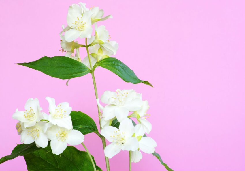 jasmine flower on pink background 