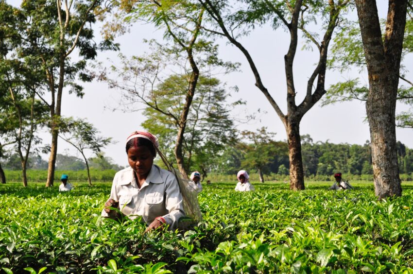 Assam North East, India, Harvesting, Rural women workers are plucking tender tea shoots in tea gardens